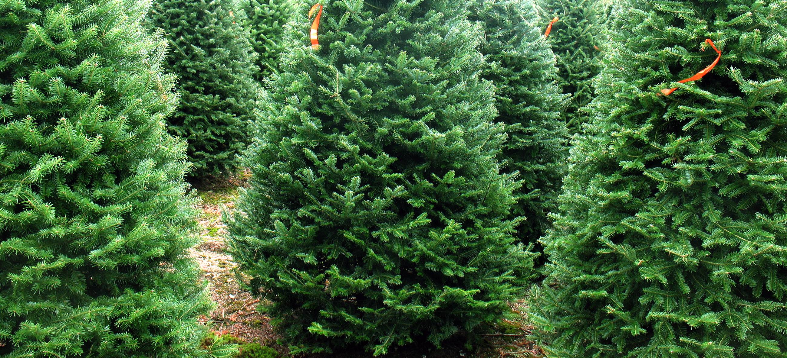 balsam-fir-christmas-tree-campaign